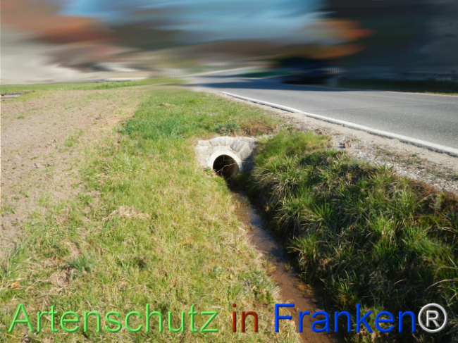 Bild zum Eintrag (1135276-160)