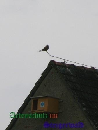 Bild zum Eintrag (1136411-160)