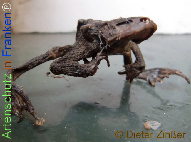 Bild zum Eintrag (1137592-160)