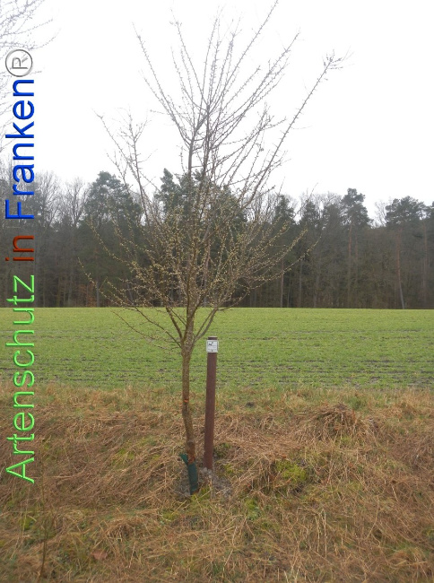 Bild zum Eintrag (1139080-160)