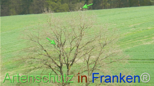 Bild zum Eintrag (1140618-160)