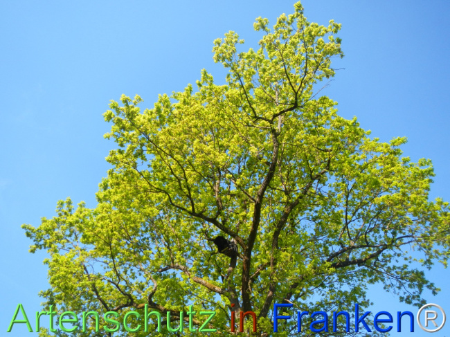 Bild zum Eintrag (1141489-160)