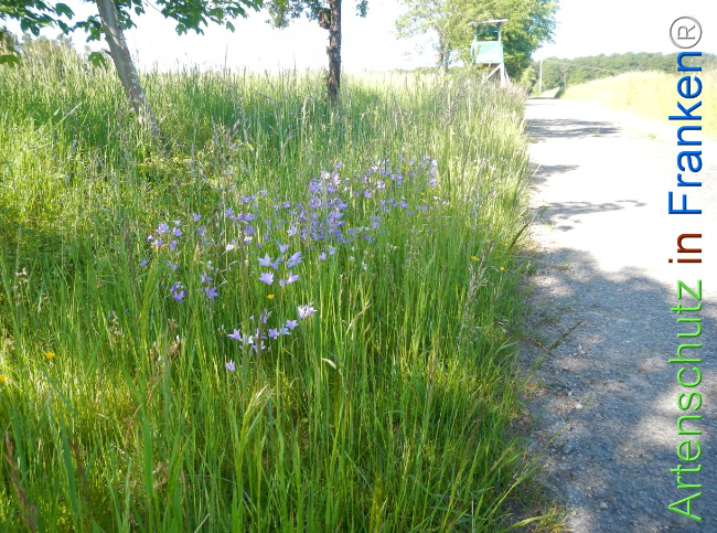 Bild zum Eintrag (1142057-160)