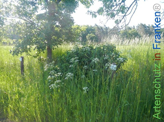 Bild zum Eintrag (1142058-160)