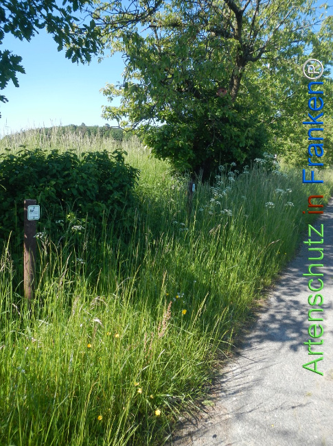 Bild zum Eintrag (1142059-160)
