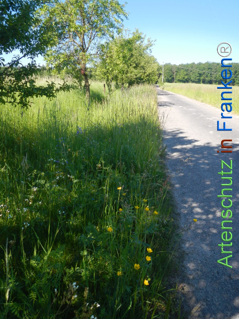 Bild zum Eintrag (1142060-160)