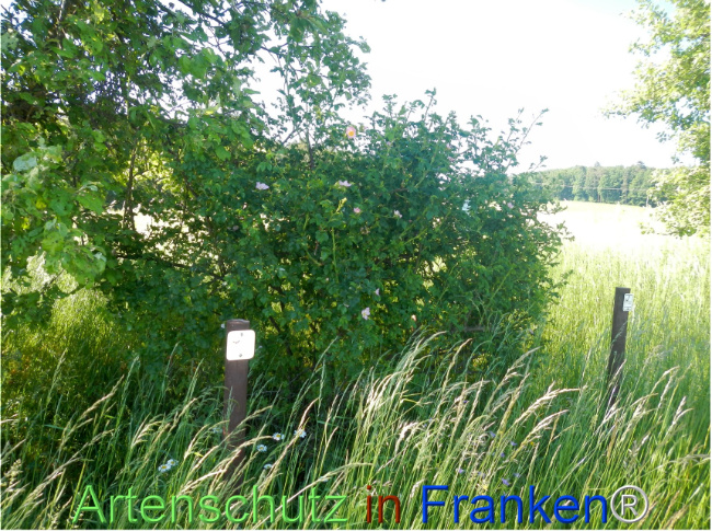Bild zum Eintrag (1142171-160)