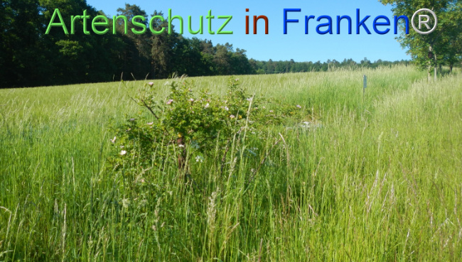 Bild zum Eintrag (1142172-160)