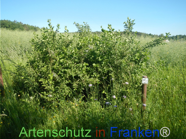 Bild zum Eintrag (1142173-160)