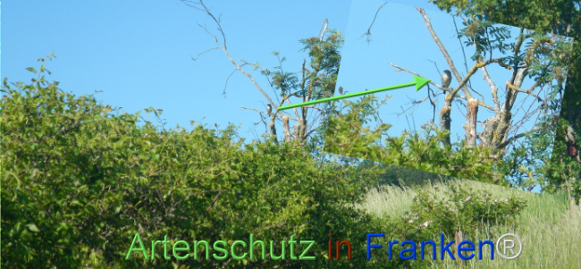 Bild zum Eintrag (1142178-160)