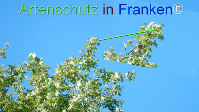 Bild zum Eintrag (1142179-160)