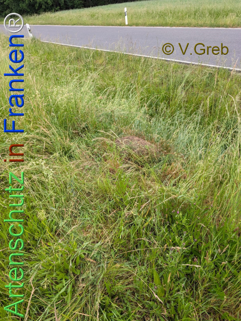 Bild zum Eintrag (1142671-160)