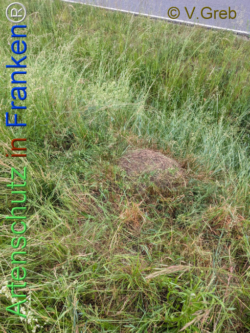 Bild zum Eintrag (1142674-160)