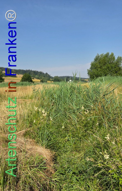 Bild zum Eintrag (1144309-160)