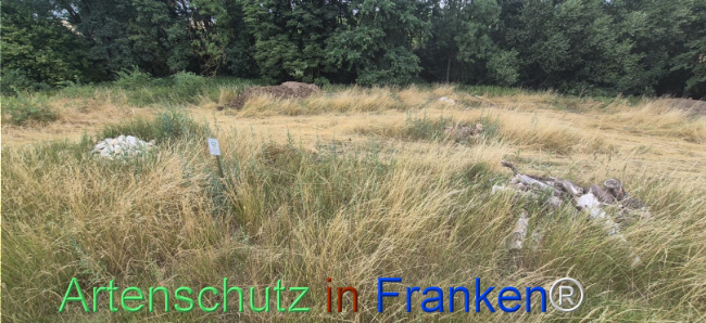 Bild zum Eintrag (1144965-160)