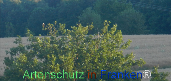 Bild zum Eintrag (1145091-160)