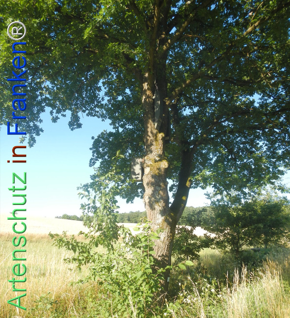 Bild zum Eintrag (1145096-160)