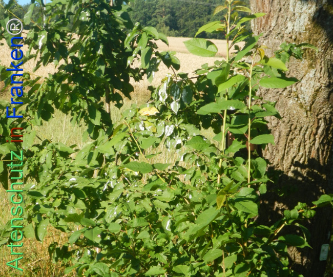 Bild zum Eintrag (1145097-160)