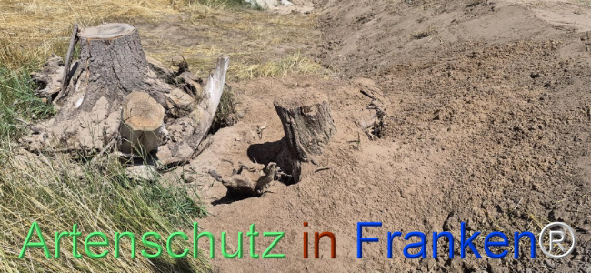 Bild zum Eintrag (1145497-160)