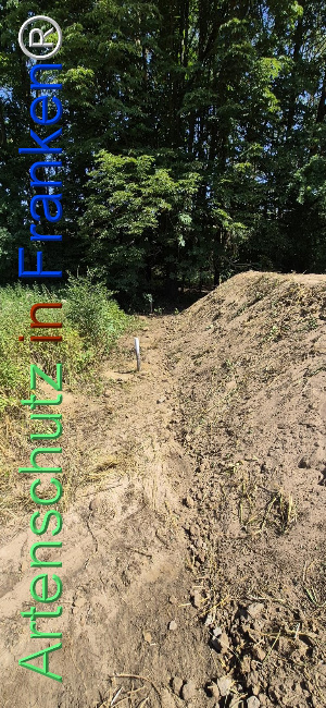 Bild zum Eintrag (1145516-160)