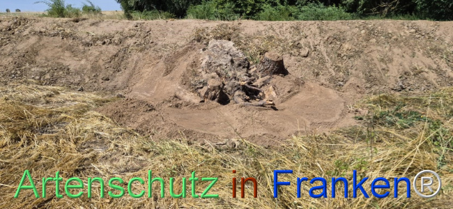 Bild zum Eintrag (1145519-160)