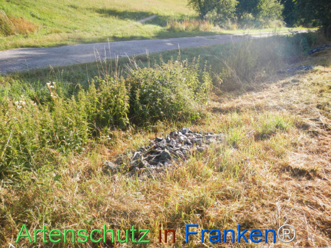 Bild zum Eintrag (1146219-160)