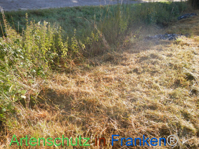 Bild zum Eintrag (1146220-160)