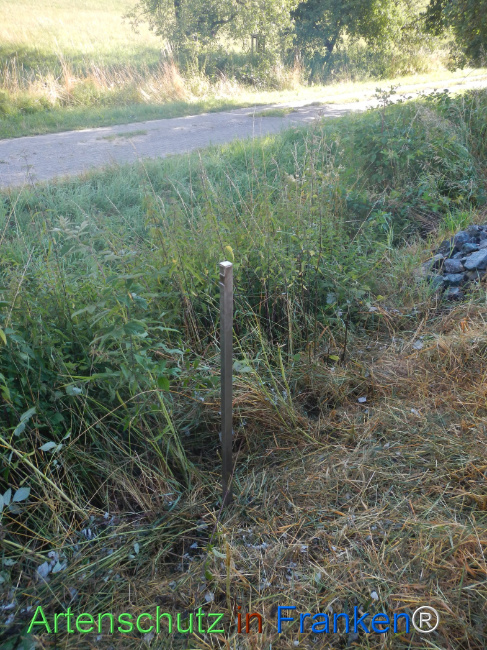 Bild zum Eintrag (1146222-160)