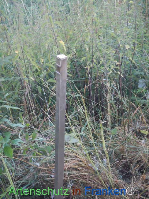 Bild zum Eintrag (1146223-160)