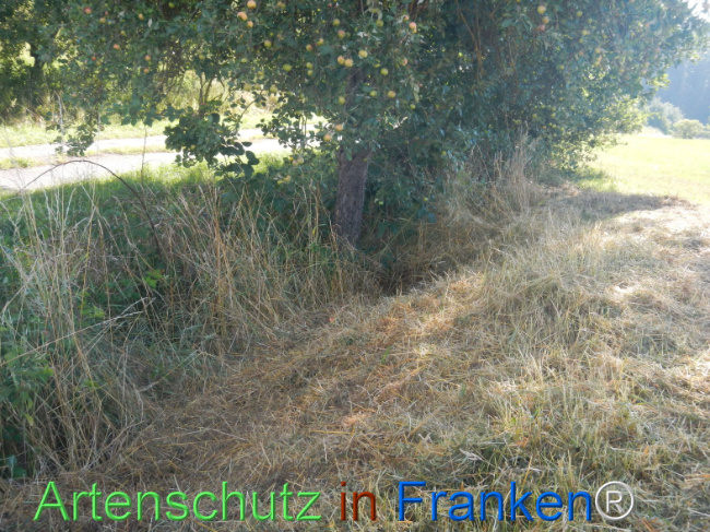 Bild zum Eintrag (1146226-160)