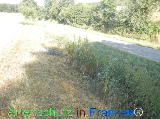Bild zum Eintrag (1146227-160)