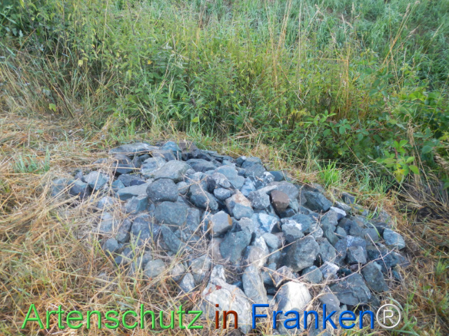 Bild zum Eintrag (1146228-160)