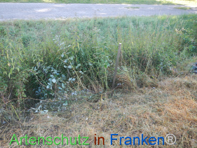 Bild zum Eintrag (1146229-160)