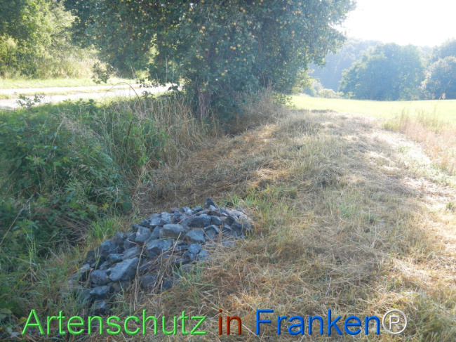 Bild zum Eintrag (1146231-160)