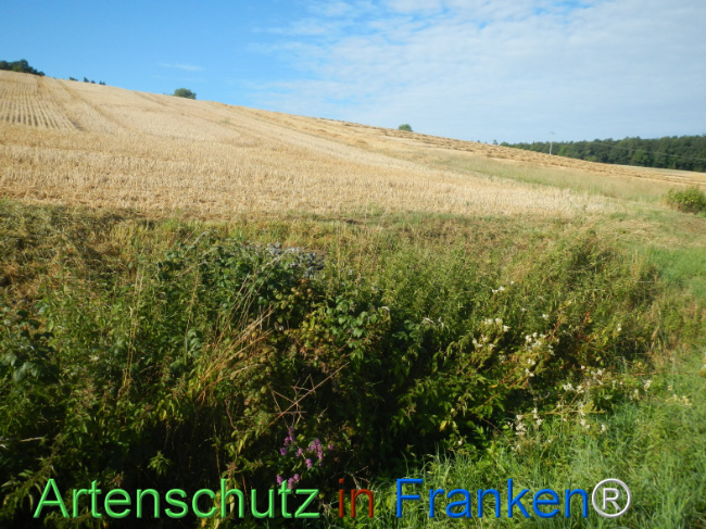 Bild zum Eintrag (1146233-160)