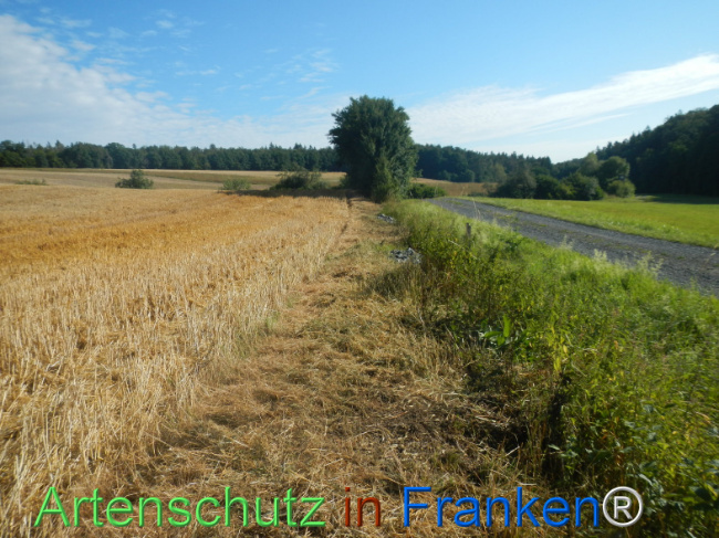 Bild zum Eintrag (1146235-160)
