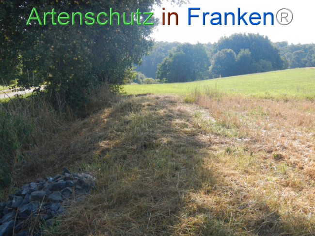 Bild zum Eintrag (1146236-160)