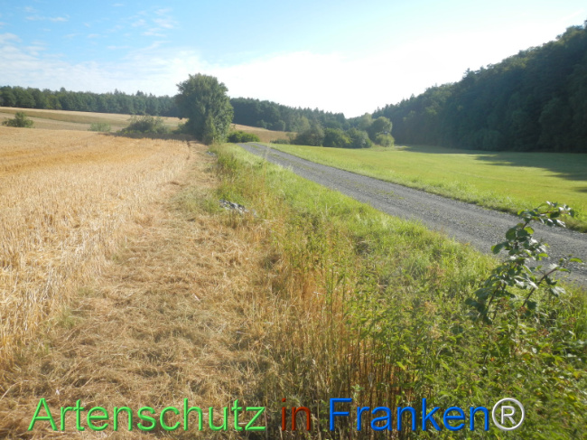 Bild zum Eintrag (1146238-160)