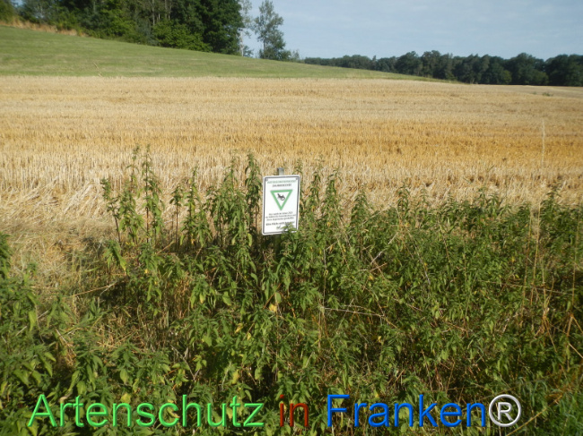 Bild zum Eintrag (1146240-160)