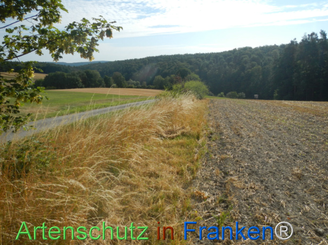 Bild zum Eintrag (1146244-160)