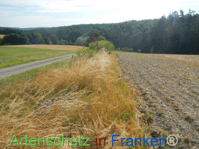 Bild zum Eintrag (1146245-160)