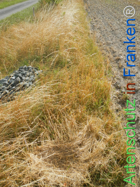 Bild zum Eintrag (1146246-160)