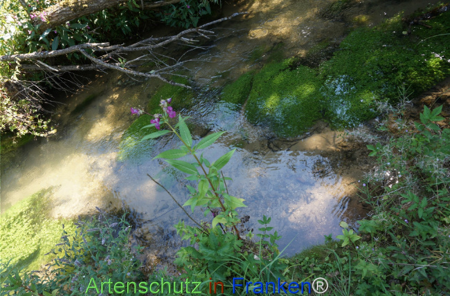 Bild zum Eintrag (1147546-160)