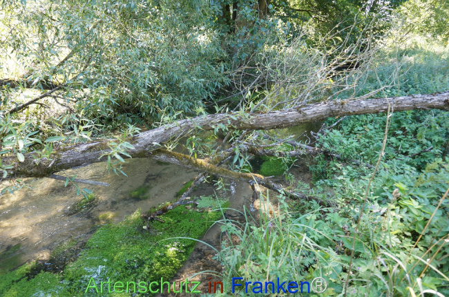 Bild zum Eintrag (1147547-160)