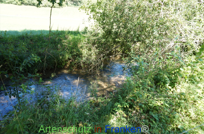 Bild zum Eintrag (1147548-160)