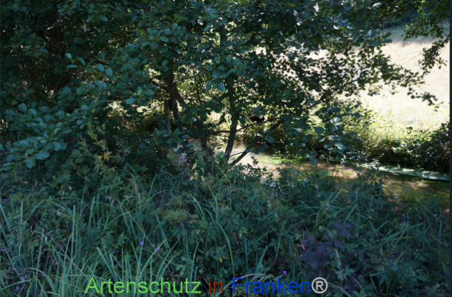 Bild zum Eintrag (1147552-160)