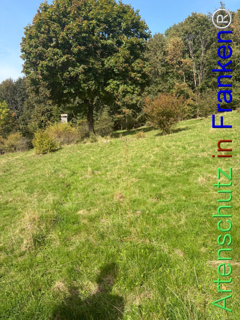 Bild zum Eintrag (1150078-160)