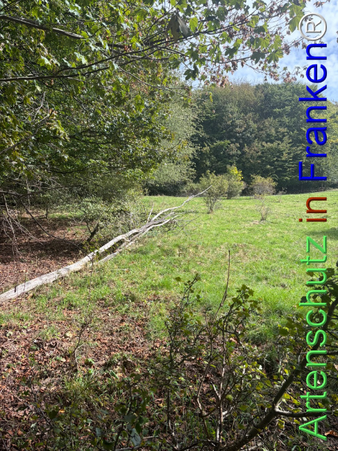 Bild zum Eintrag (1150080-160)