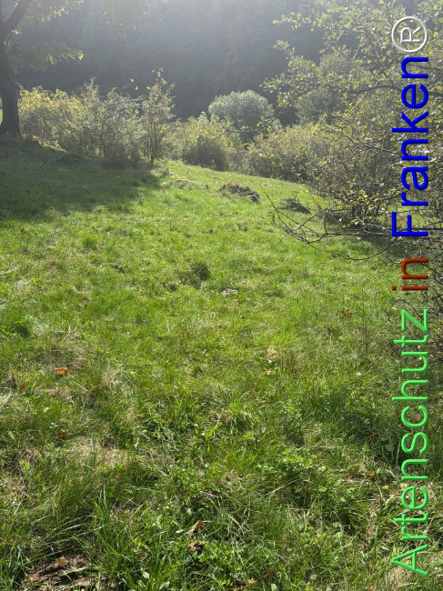 Bild zum Eintrag (1150084-160)