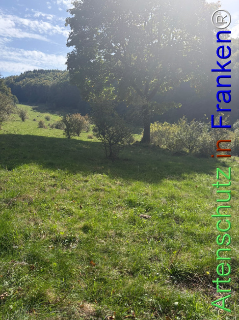 Bild zum Eintrag (1150089-160)